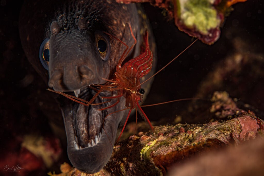 Portrait de Murène se faisant nettoyer la gueule par une crevette