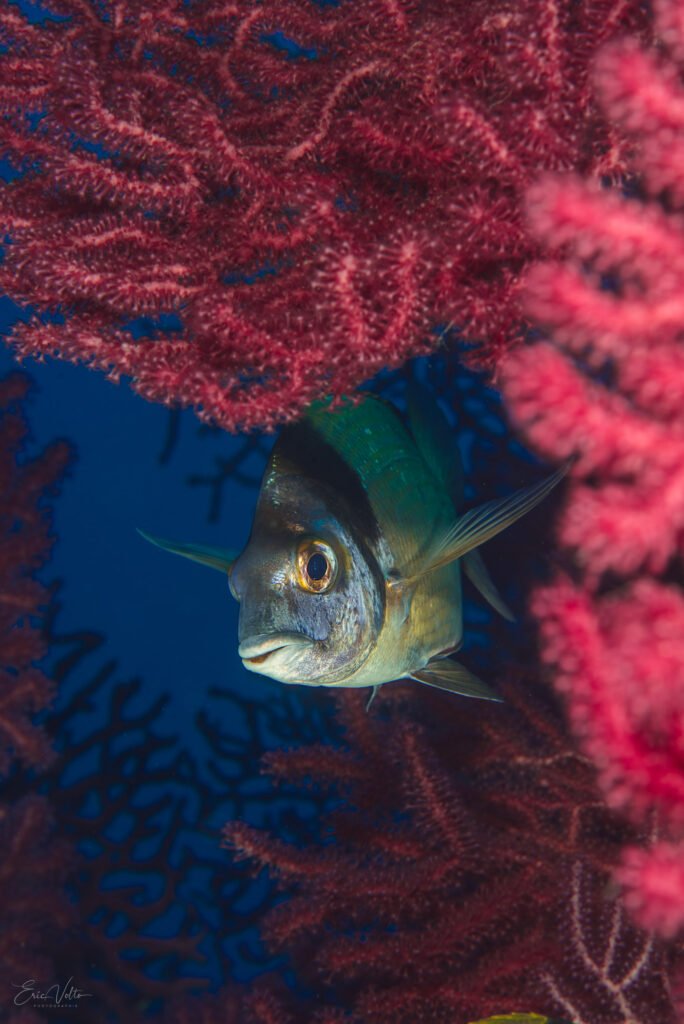 Sar à tête noire sous une gorgone