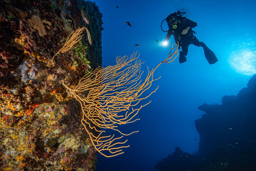 PL02 -Plongeur éclairant une gorgone jaune