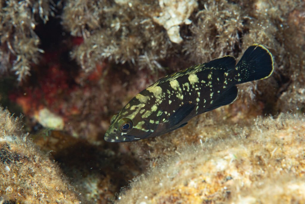 Mérou brun juvénil de méditerranée