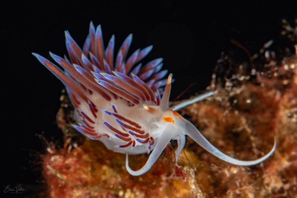 Nudibranche Hervia