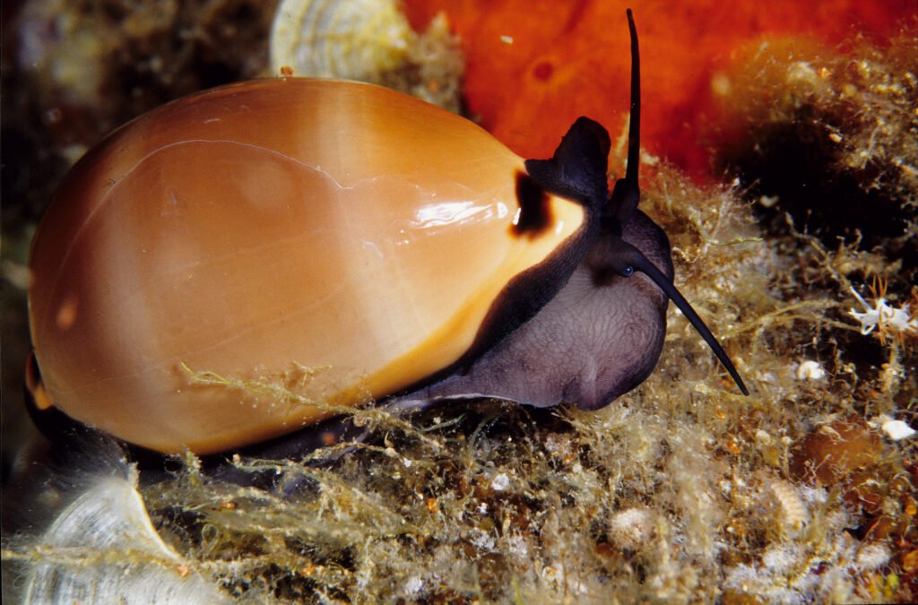 Porcelaine livide,Luria lurida