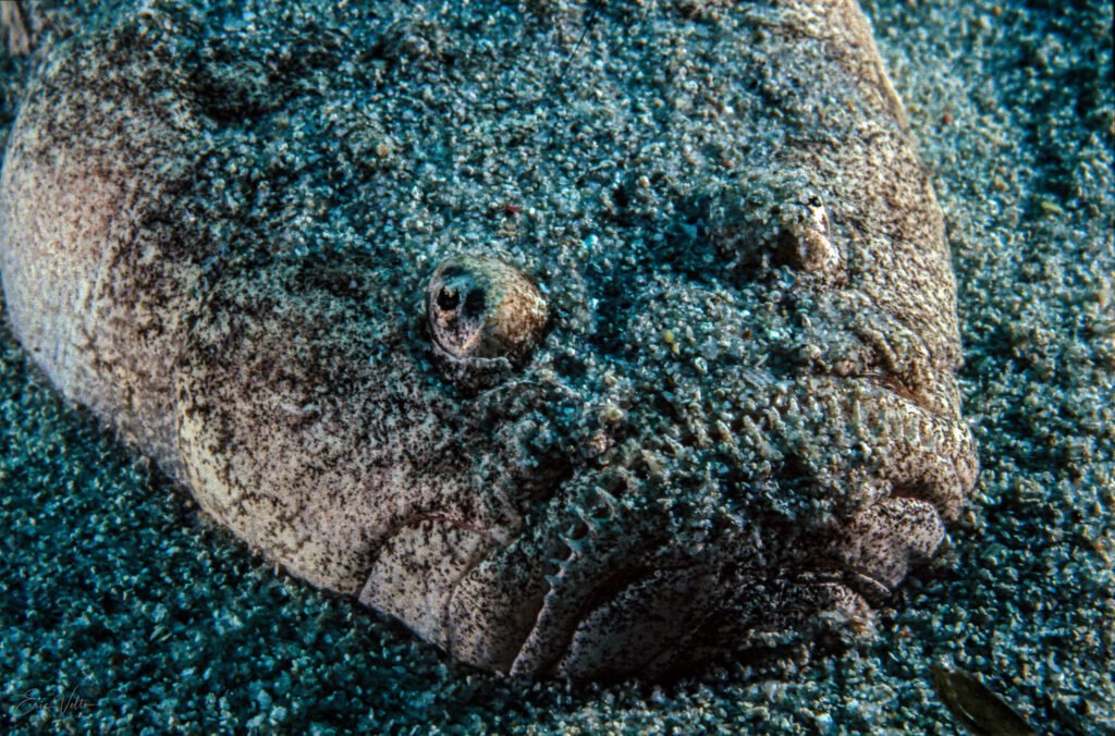 Uranoscope, Uranoscopus scaber