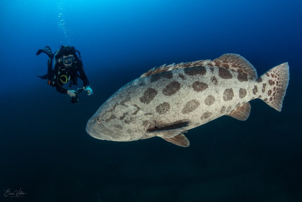 RE14 -RENCONTRE ENTRE UN PLONGEUR ET UN MÉROU PATATE // ENCOUNTER BETWEEN A DIVER AND A POTATO GROUPER