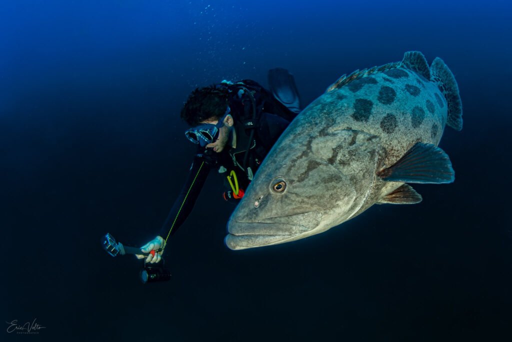 RE01 -RENCONTRE ENTRE UN PLONGEUR ET UN MÉROU PATATE // ENCOUNTER BETWEEN A DIVER AND A POTATO GROUPER