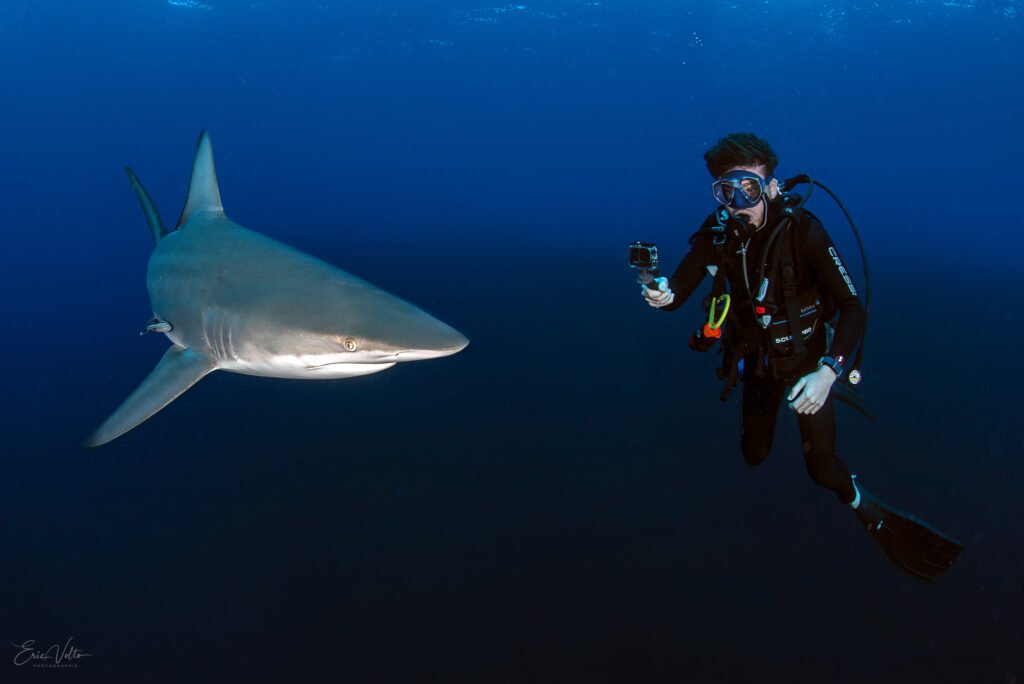 RE02 -RENCONTRE ENTRE UN PLONGEUR ET UN REQUIN POINTE NOIRE OCEANIQUE // ENCOUNTER BETWEEN A DIVER AND A BLACKTIP SHARK