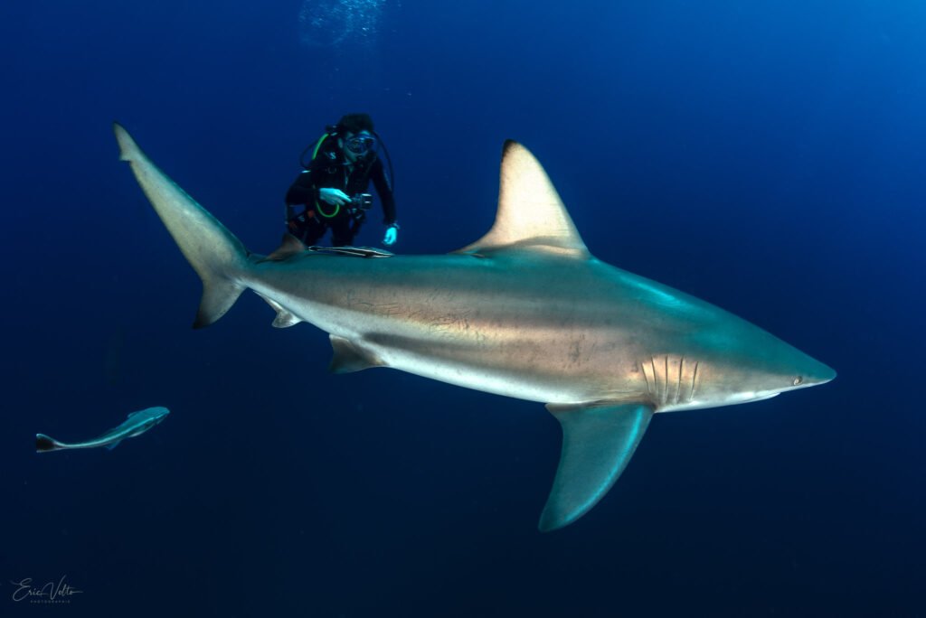 RE03 -RENCONTRE ENTRE UN PLONGEUR ET UN REQUIN POINTE NOIRE OCEANIQUE // ENCOUNTER BETWEEN A DIVER AND A BLACKTIP SHARK