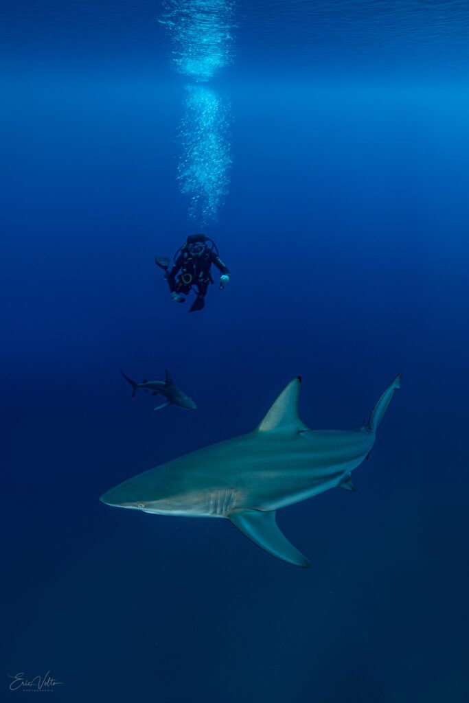 RE04 -RENCONTRE ENTRE UN PLONGEUR ET UN REQUIN POINTE NOIRE OCEANIQUE // ENCOUNTER BETWEEN A DIVER AND A BLACKTIP SHARK