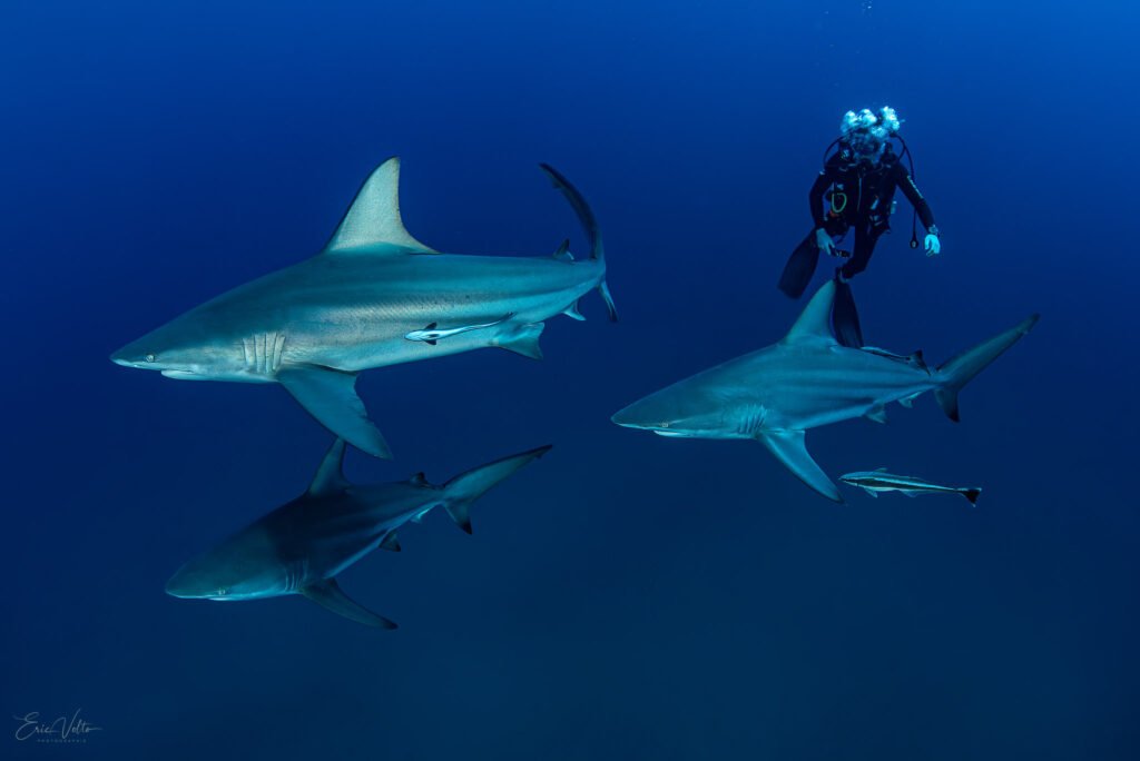 RE05-PLONGEUR ET GROUPE DE REQUINS POINTE NOIRE OCEANIQUE // DIVER AND GROUP OF BLACKTIP SHARKS