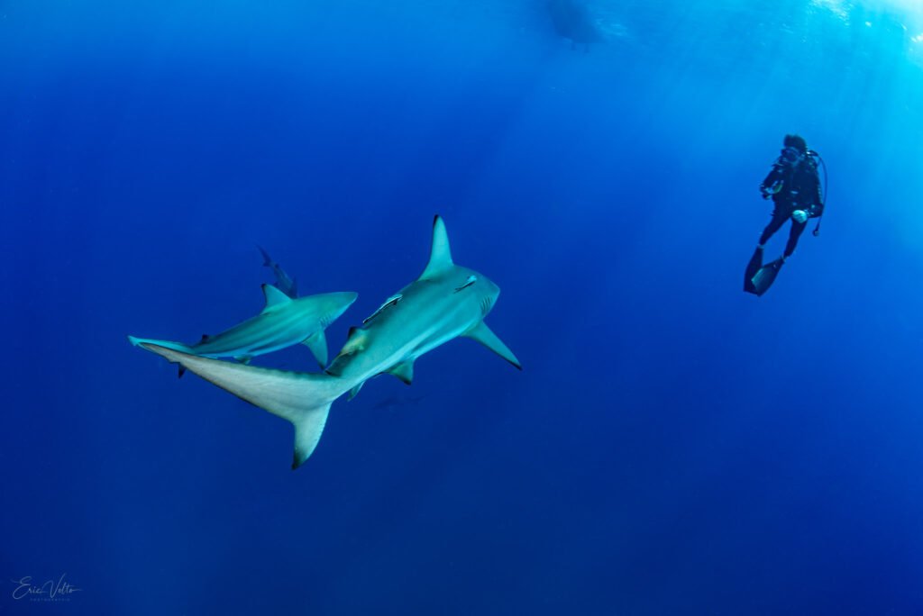 RE06 -PLONGEUR ET GROUPE DE REQUINS POINTE NOIRE OCEANIQUE // DIVER AND GROUP OF BLACKTIP SHARKS