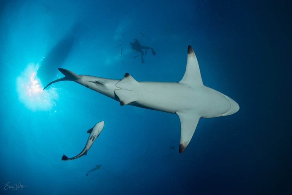 RE07 -REQUIN POINTE NOIRE OCEANIQUE ET PLONGEUR EN CONTRE-PLONGÉE // BLACKTIP SHARK AND DIVER IN LOW ANGLE VIEW