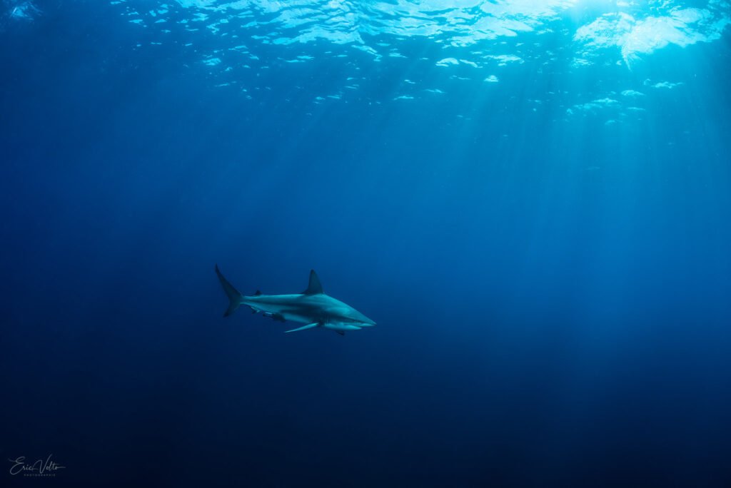 RE08 - REQUIN POINTE NOIRE OCEANIQUE // BLACKTIP SHARK