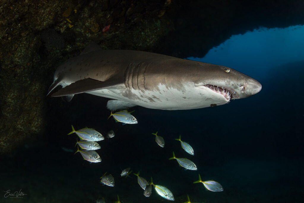 RE09 -REQUIN TAUREAU // SAND TIGER SHARK