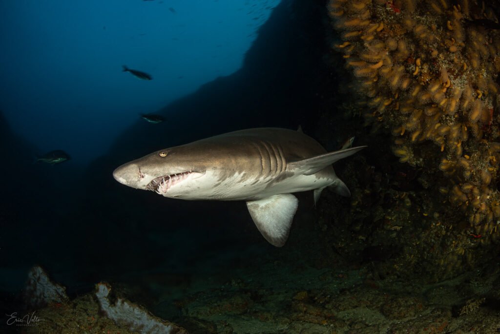 RE10 -REQUIN TAUREAU // SAND TIGER SHARK