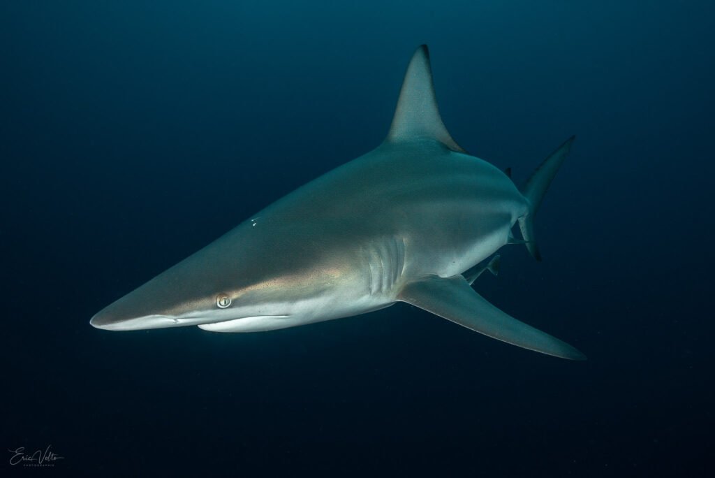RE12 -REQUIN POINTE NOIRE OCEANIQUE // BLACKTIP SHARK