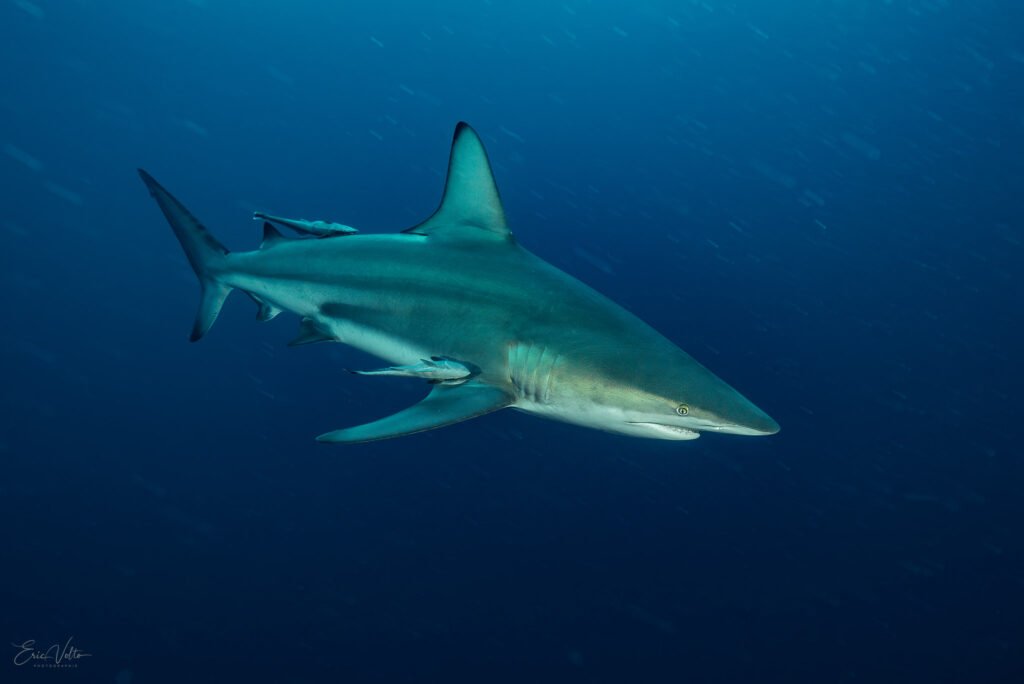 RE13 -REQUIN POINTE NOIRE OCEANIQUE // BLACKTIP SHARK